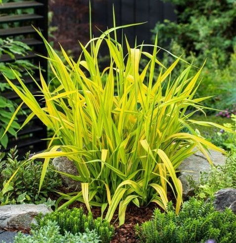 Vandenį mėgstantys augalai