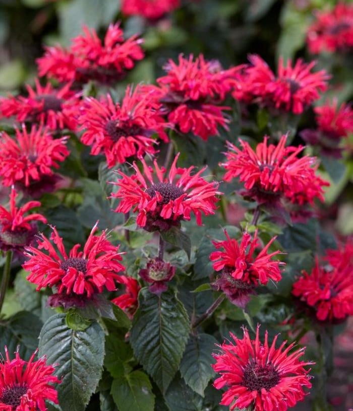 Monarda raudona