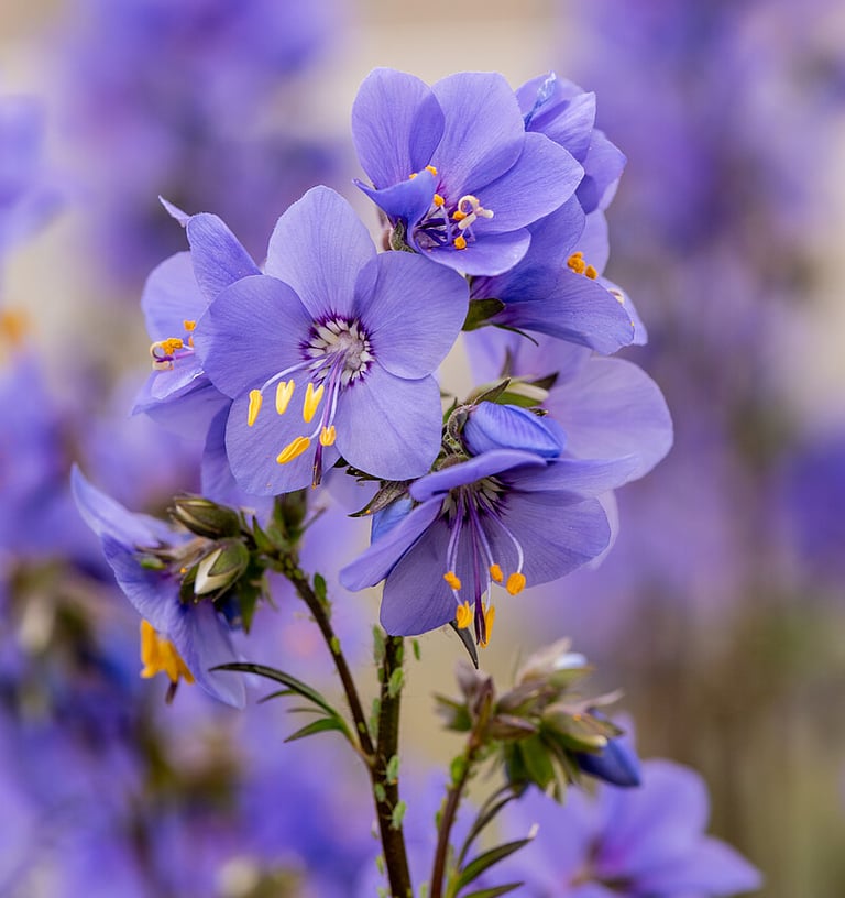 Palemonai žydintys mėlynai