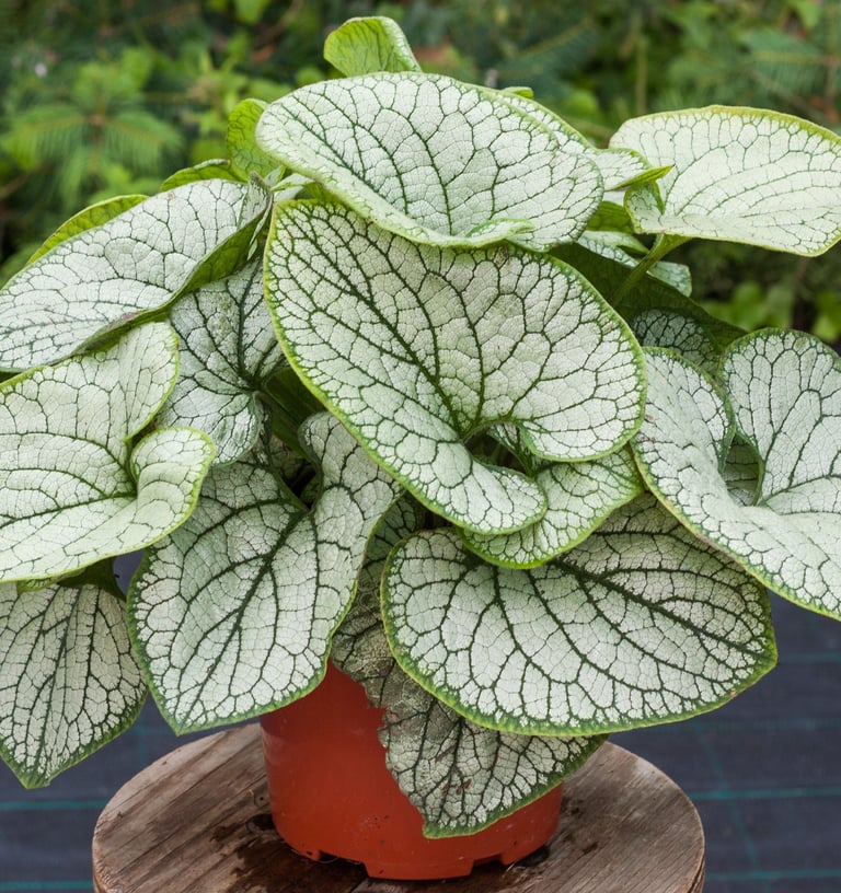 Brunera Silver Heart