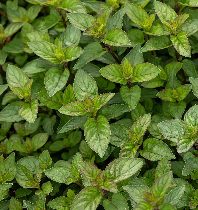 Šokoladinė pipirmėtė