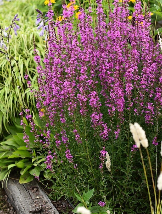 Žydinčios Raudoklės