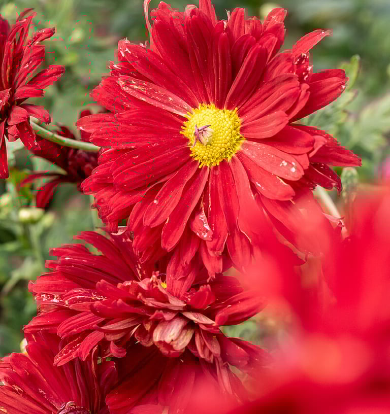 Daugiametės chrizantemos raudonos