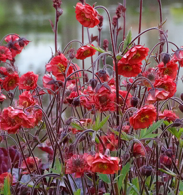 Žiognagės Flames of Passion raudonos