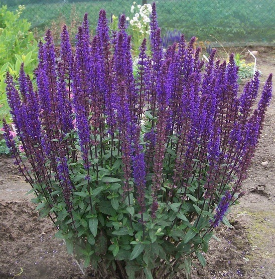 Gojinis šalavijas Caradona