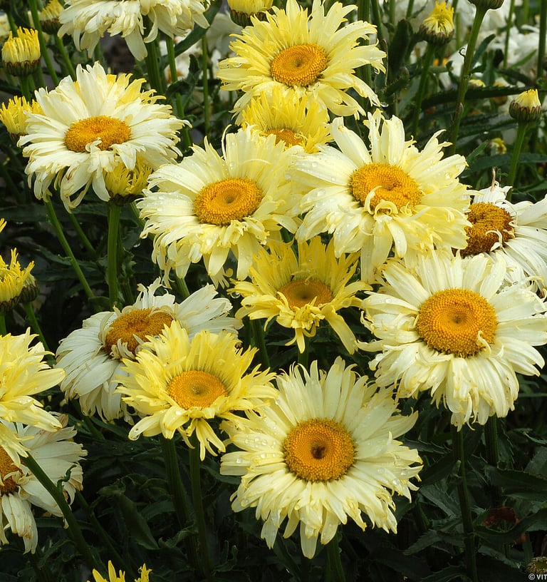 Daugiametės ramunės