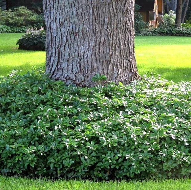 Green Sheen Metveinė