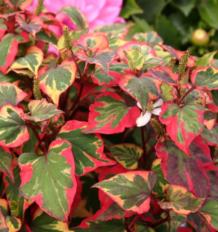 Širdžialapė stimburė