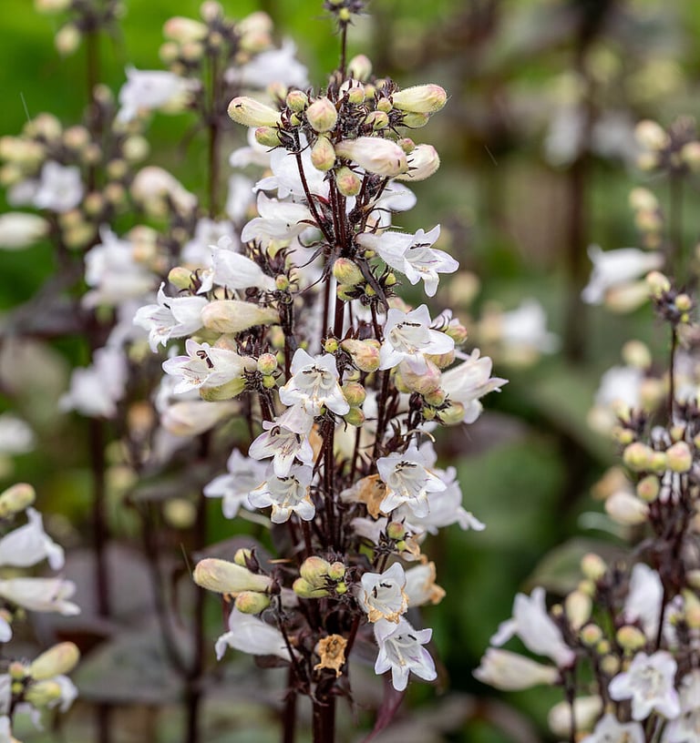 Penstemonai tamsiais lapais