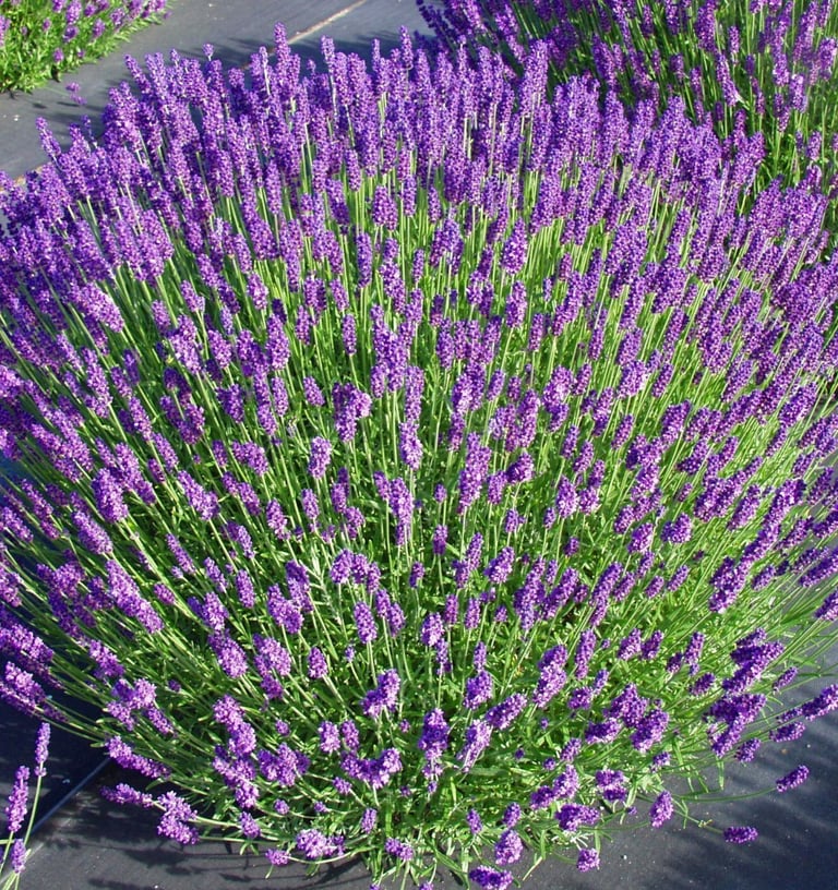 Levandos lietuviškos