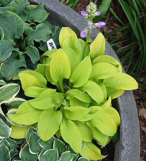 Nykštukinės melsvės labai mažos