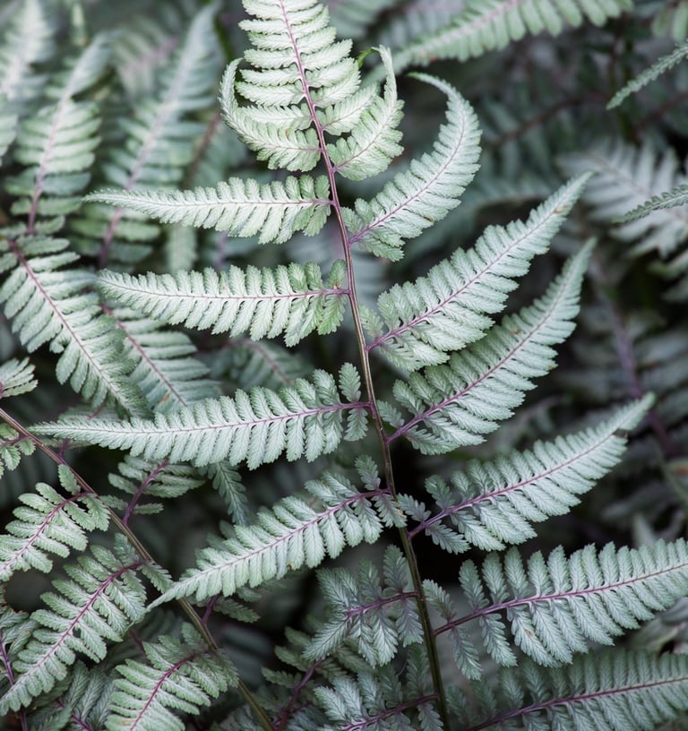 Paparčiai metalinio ir raudono atspalvio