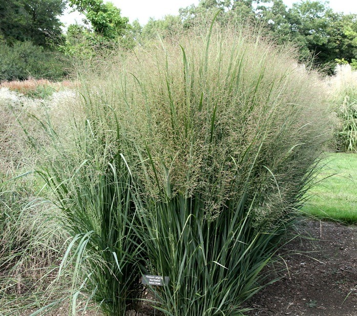 Rykštėtoji sora Northwind