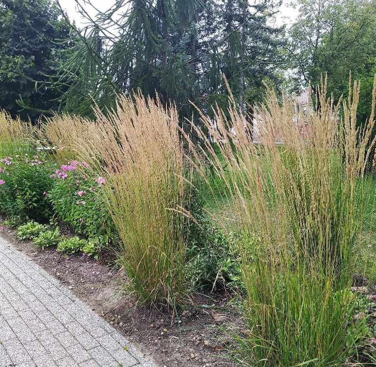 Lendrūnai smailiažiedžiai Carl Forester