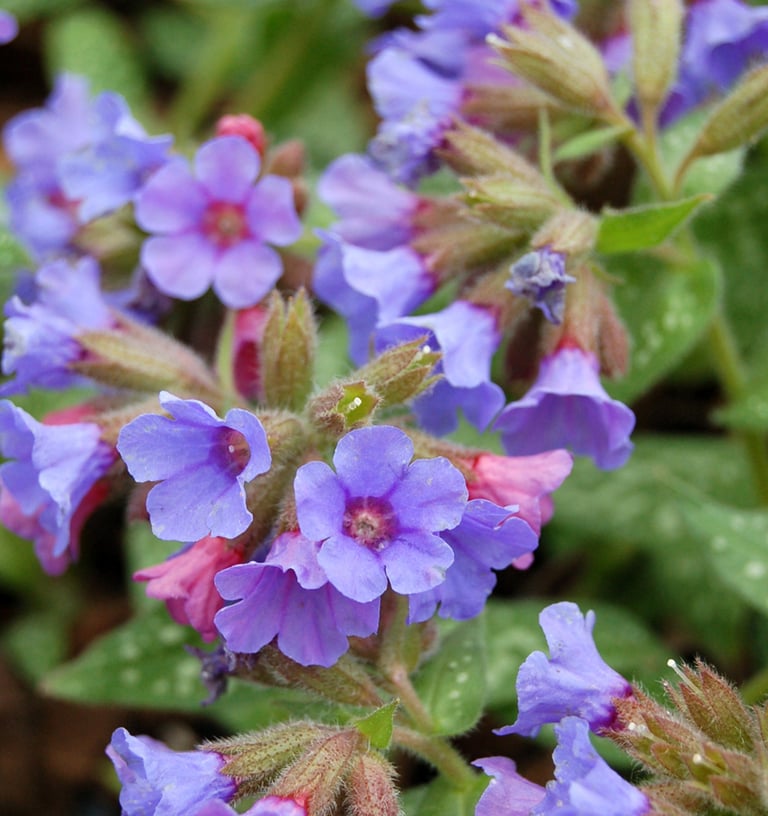 Plautės mėlynais žiedais