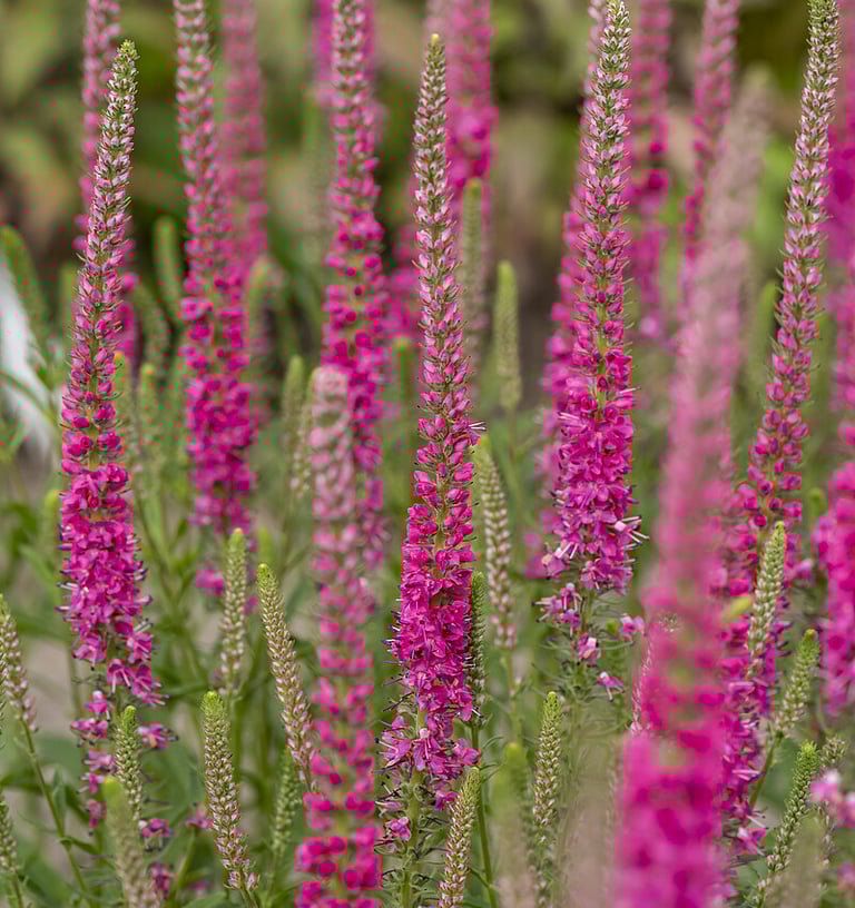 Veronika raudonais žiedais