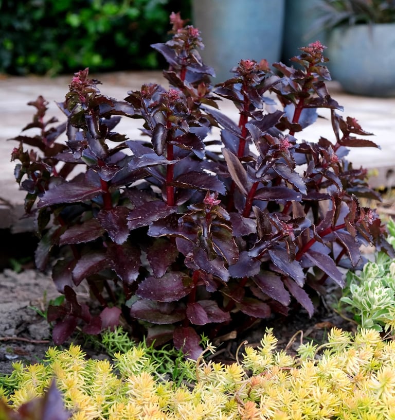 Šilokas su tamsiais lapais, Black Knight