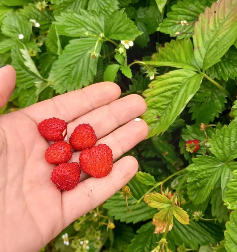 Remontantinės žemuogės