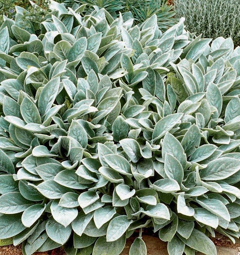 Vilnotoji notra Silver