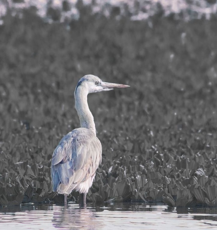 birdwatching tours in ranthambore national park