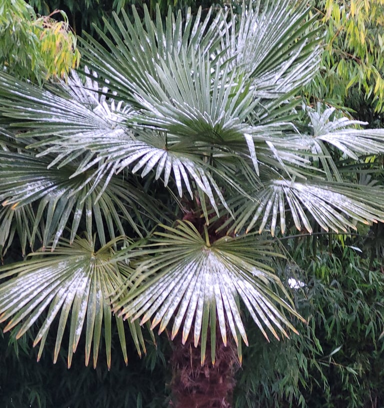a palm tree in a backyard with a bench and a bench