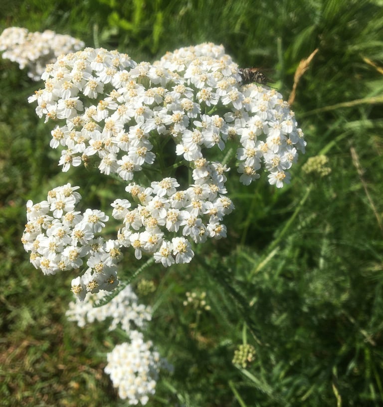 Kostenlose Kräuterwanderungen in Sankt Englmar Schafgarbe