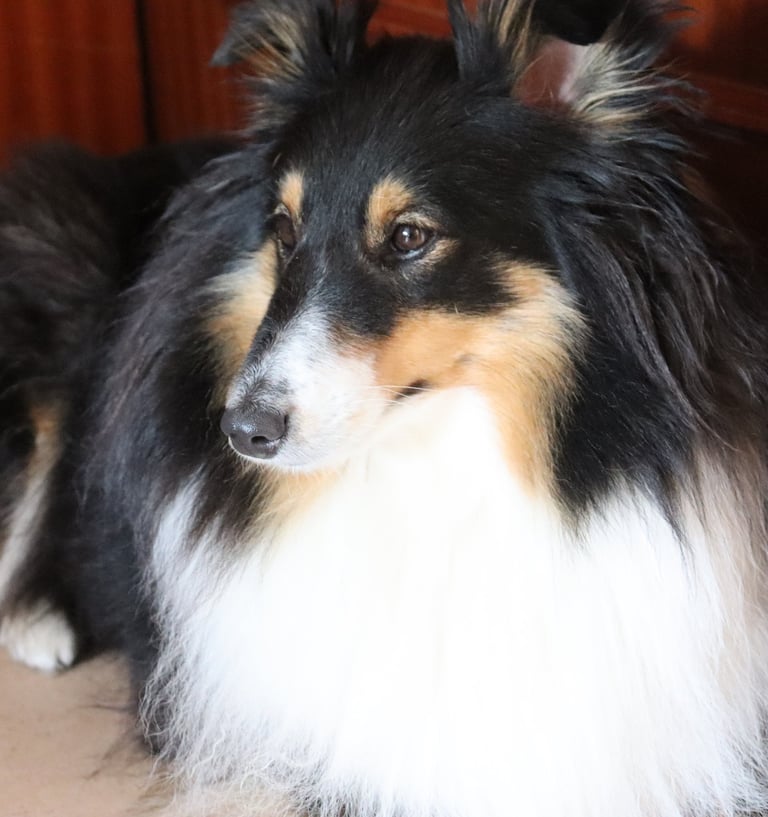 Pastor de las islas de shetland, Maravryan shelties, Shelties de Maravryan, Shetland sheepdog