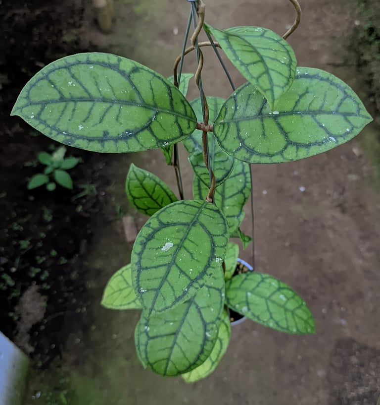 Hoya callistophylla 'Vena' with bold dark green vein patterns