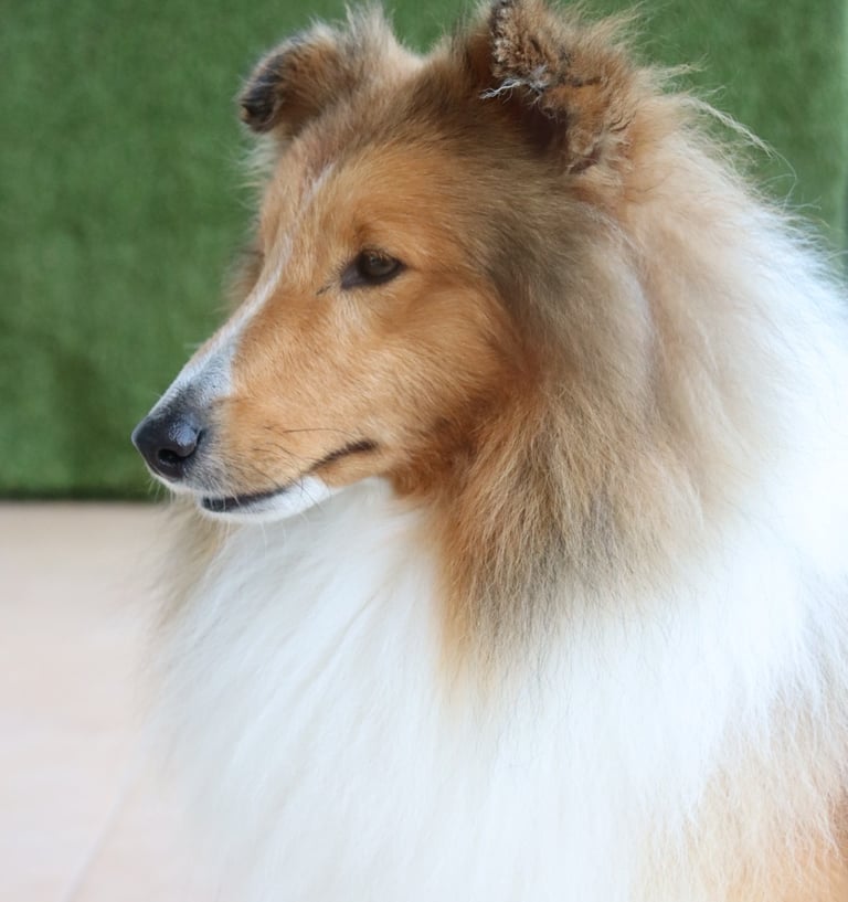 Pastor de las islas de shetland, Maravryan shelties, Shelties de Maravryan, Shetland sheepdog