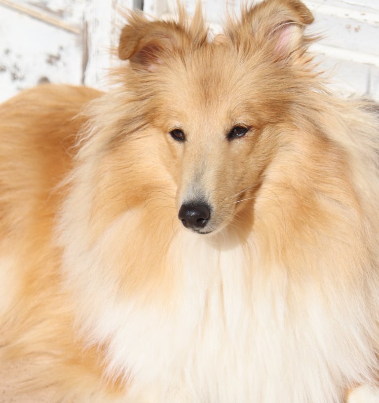 Pastor de las islas de shetland, Maravryan shelties, Shelties de Maravryan, Shetland sheepdog