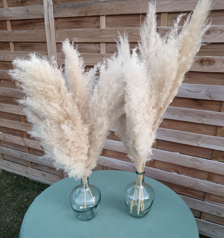 tiges de pampas