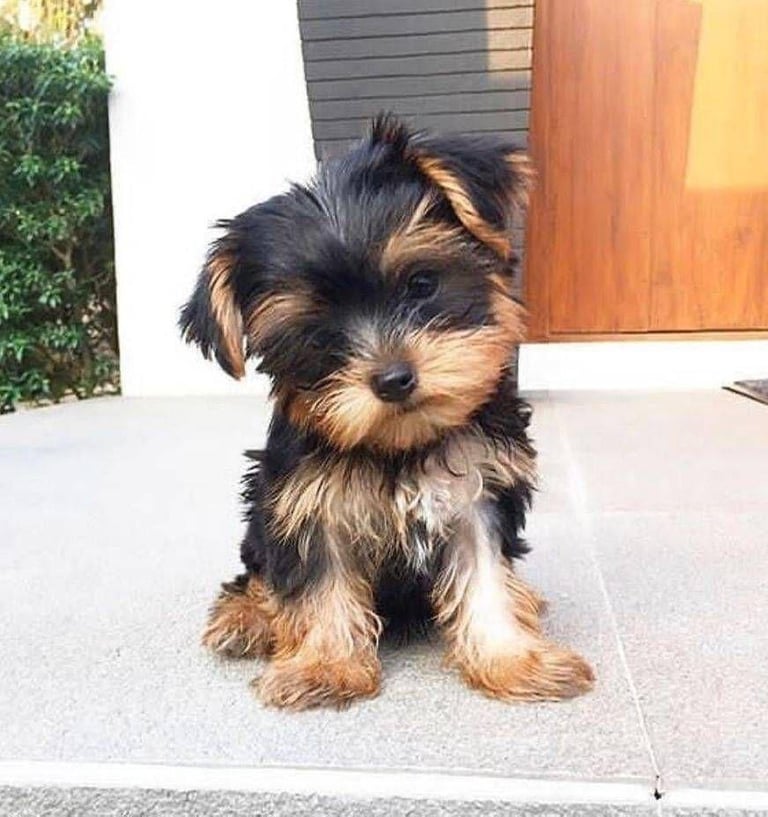 Cheap yorkie Puppies for sale, Teacup Yorkie puppy for sale, Yorkie puppy near me, Toy Yorkie breede