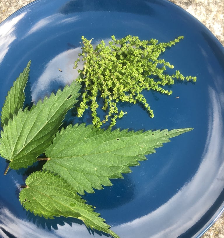 Brennnesseln auf dem Teller. Digitale Unterstützung zur Einbeziehung in den Speiseplan