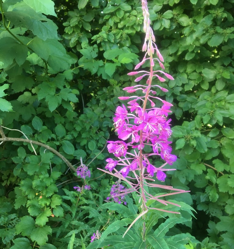 Weidenröschen Essbare Pflanzen des bayerischen Waldes