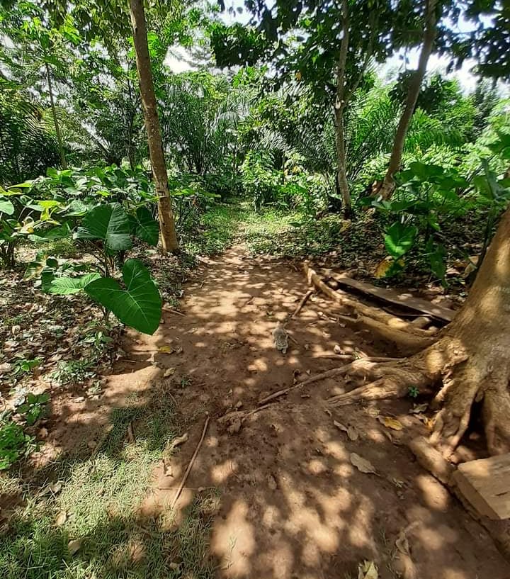 amenope togo permaculture farm