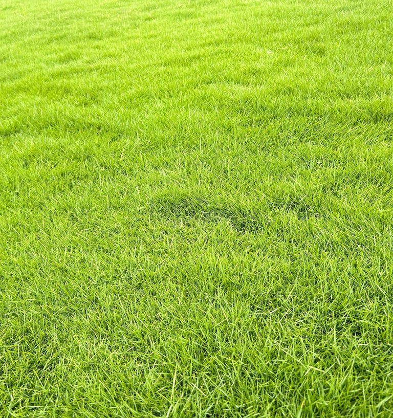 a green grass field with a red fire hydrant