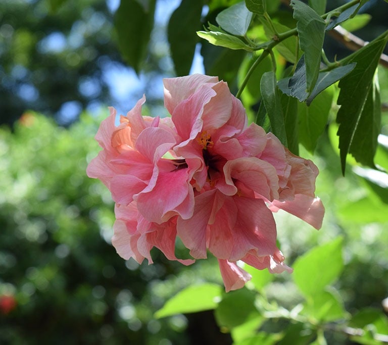Voyage France Guadeloupe Hibiscus rose