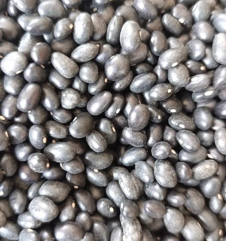 Frijol Negro variedad Caraota granos brillantes y seleccionados en Cajamarca