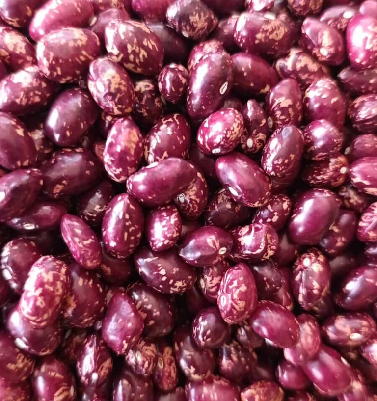 Frijol Cargamanto Rojo con pintas frescas cosecha de La Frijolera Cajamarca