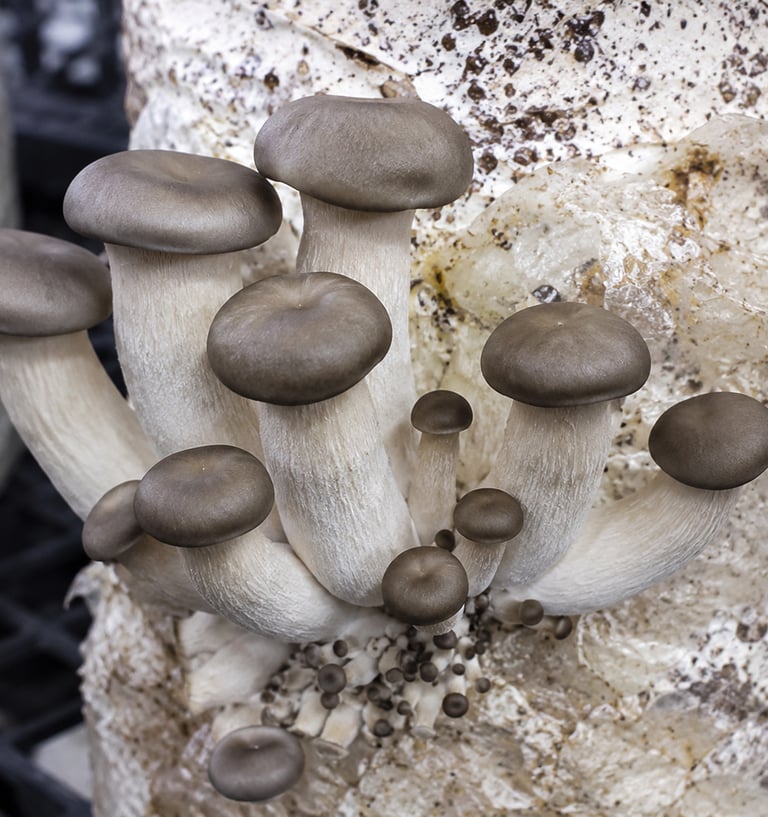 Fresh cluster of organic grey oyster mushrooms growing from a substrate block in a cultivation farm.