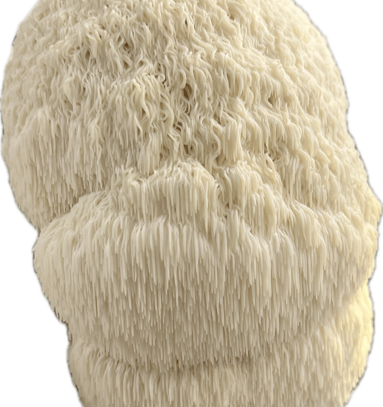 Fresh lion's mane mushroom showing its unique white icicle-like teeth against a black background.
