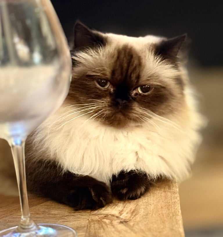 Luda Cat - Wine selections