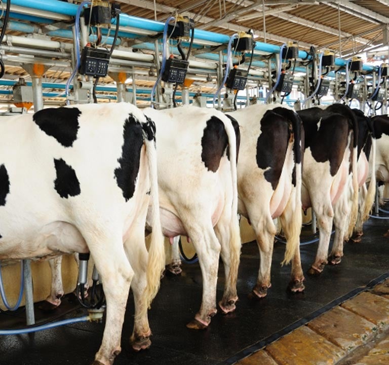 a herd of cows standing in a row of cows