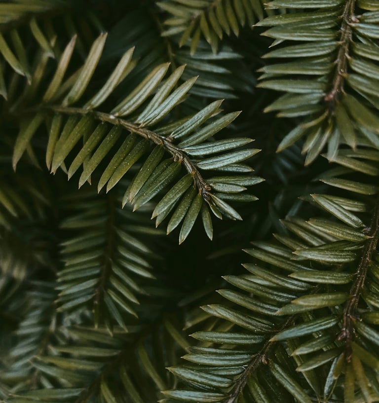 Close-up of green leaves symbolizing pause and reset, everyday essentials