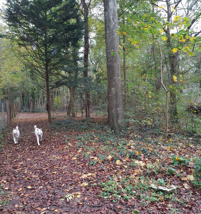 2 chiens se promenant dans la foret en seine et marne