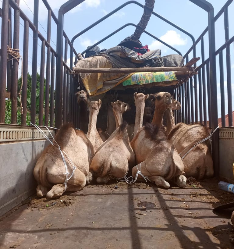 Qurban Kamel Opferfest