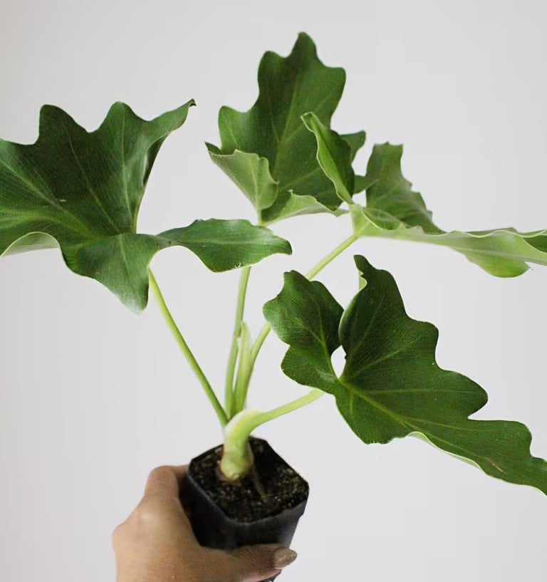 Philodendron selloum ‘Hope’ live tropical houseplant in nursery pot, ideal for bright indirect light