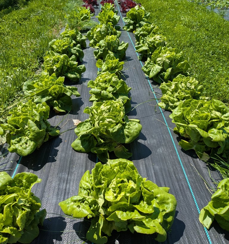 Rows of lettuce 