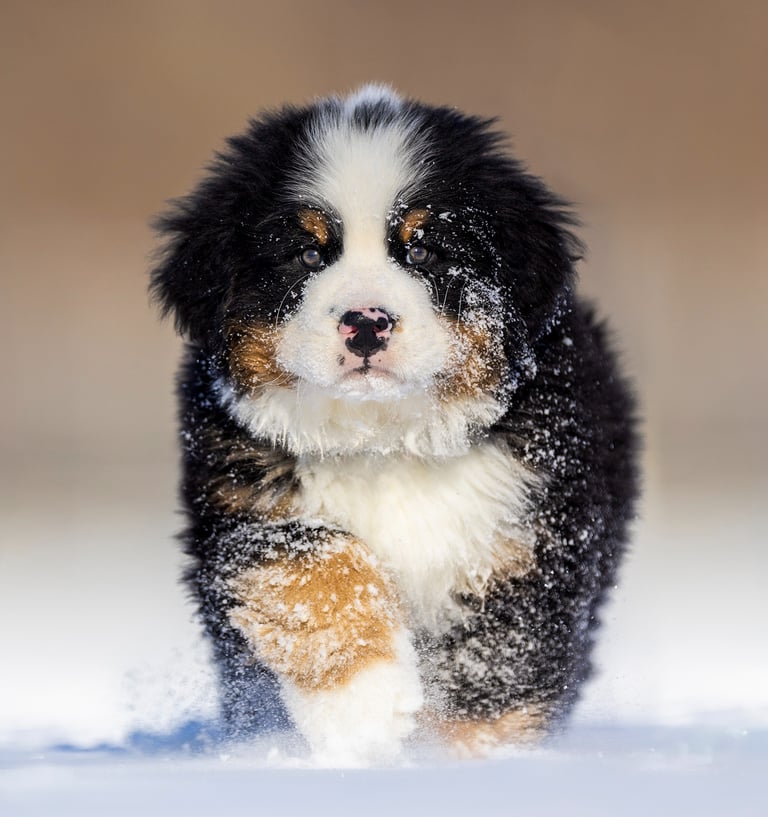 montreal pet photographer