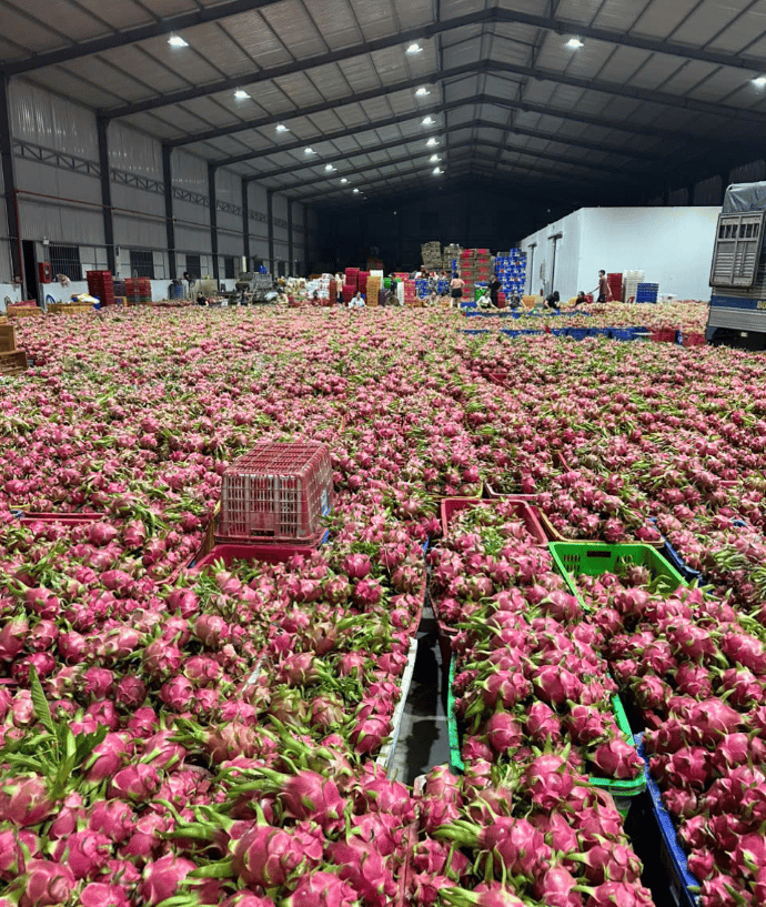 dragon fruit sorting